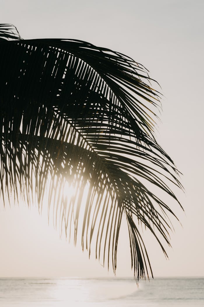 A tranquil beach scene in Tulum, Mexico, with palm fronds silhouetted against the sunset.